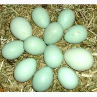 Продам яйца Амераукана для інкубації - 23 грн