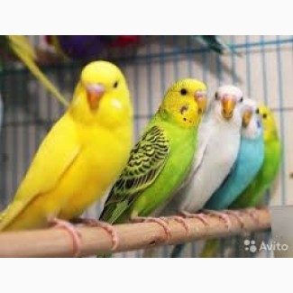 Продам волнистых попугаев