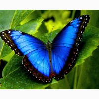 Продажа Живых тропических бабочек изФилиппин более 30 Видов