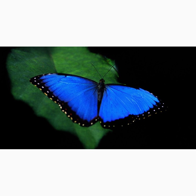 Фото 2. Продажа Живых тропических бабочек изФилиппин более 30 Видов
