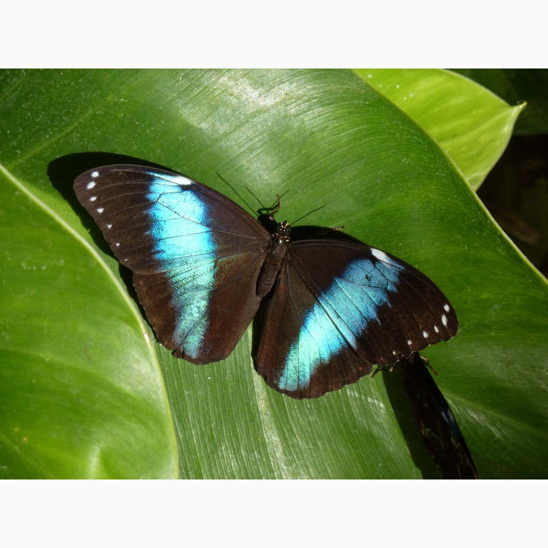 Фото 3/3. Продажа Живых тропических бабочек изФилиппин более 30 Видов