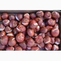 Продам луковицы Тюльпанов Волнистых и много других растений (опт от 1000 грн)
