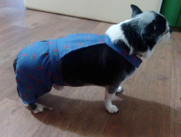 Фото 6. Летний комбинезон - шорты для собаки