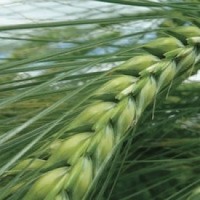 Семена озимой пшеницы Шестопавловка елит