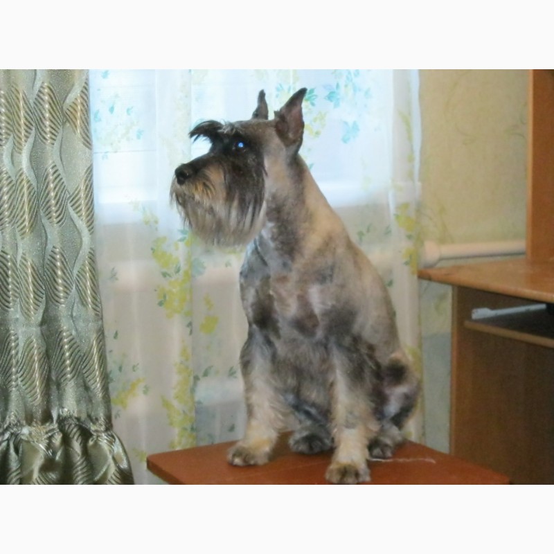 Фото 9. Продаю подрощенного щенка Миттельшнауцера, окрас, перец с солью, возраст 4 месяца