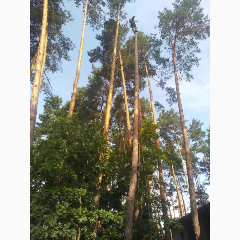 Фото 11. Спил дерев у Києві за вигідною ціною