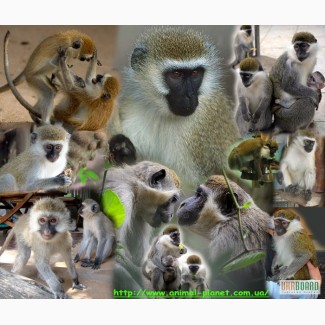 Домашние обезьяны разных пород : зеленая мартышка, макака резус,