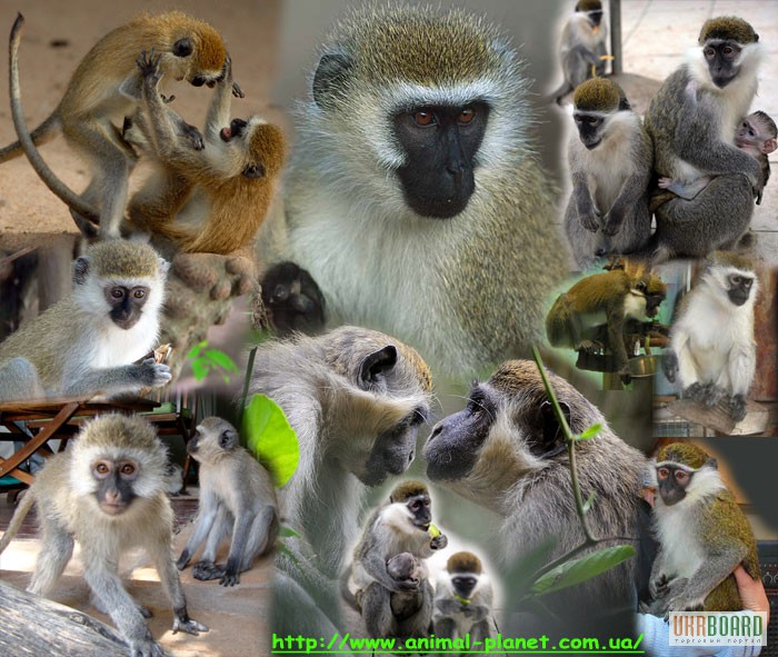 Домашние обезьяны разных пород : зеленая мартышка, макака резус,
