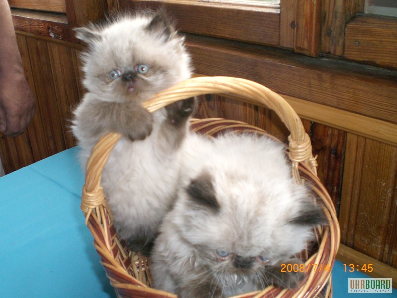 Фото 2/2. Продам перських кошенят