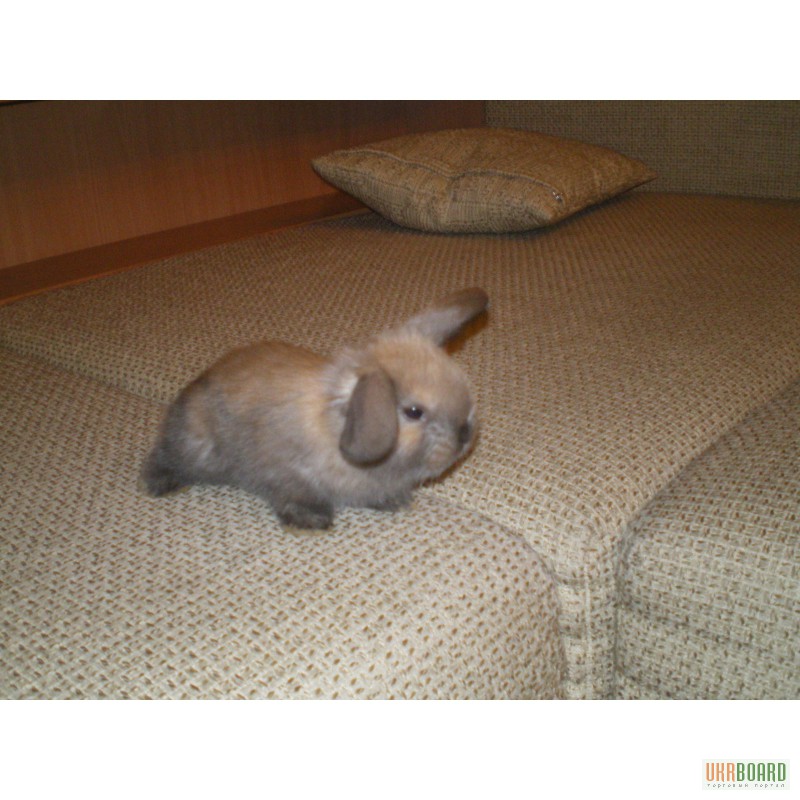 Фото 1/3. Вислоухий карликовый крольчонок породы французский баранчик