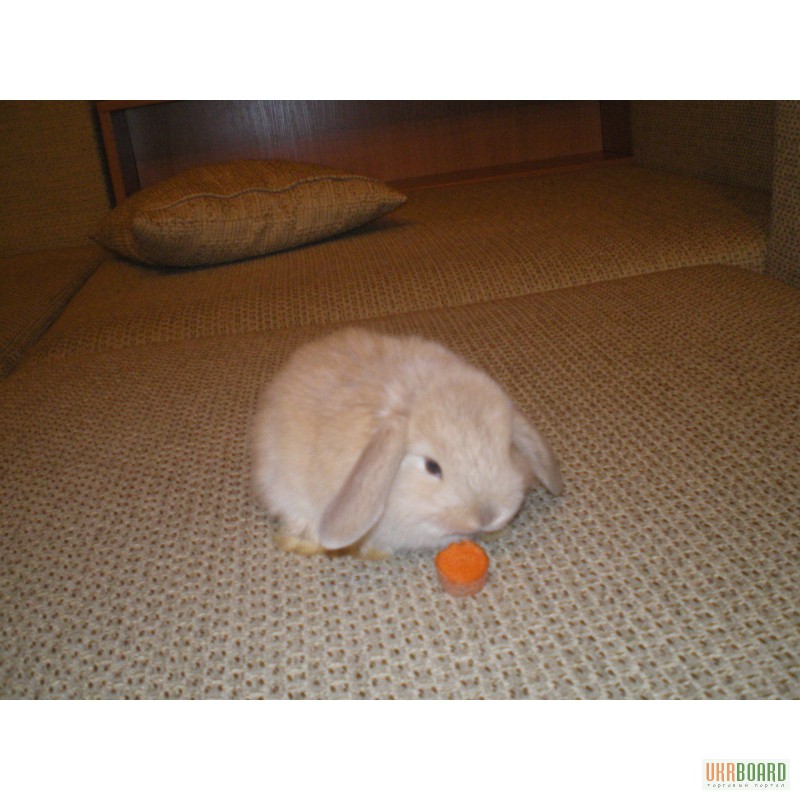 Фото 2/3. Вислоухий карликовый крольчонок породы французский баранчик