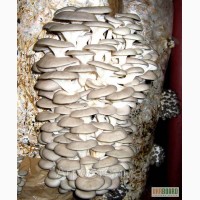 Мицелий грибов, вешанка, шампиньо, шиитаке.