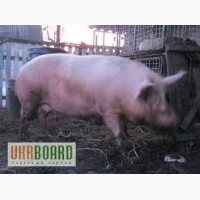 Продам осемененных свиноматок породы Ландрас