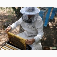 Продаю пчелосемьи карпатской породы