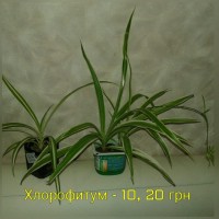 Продам комнатные растения, глоксинии