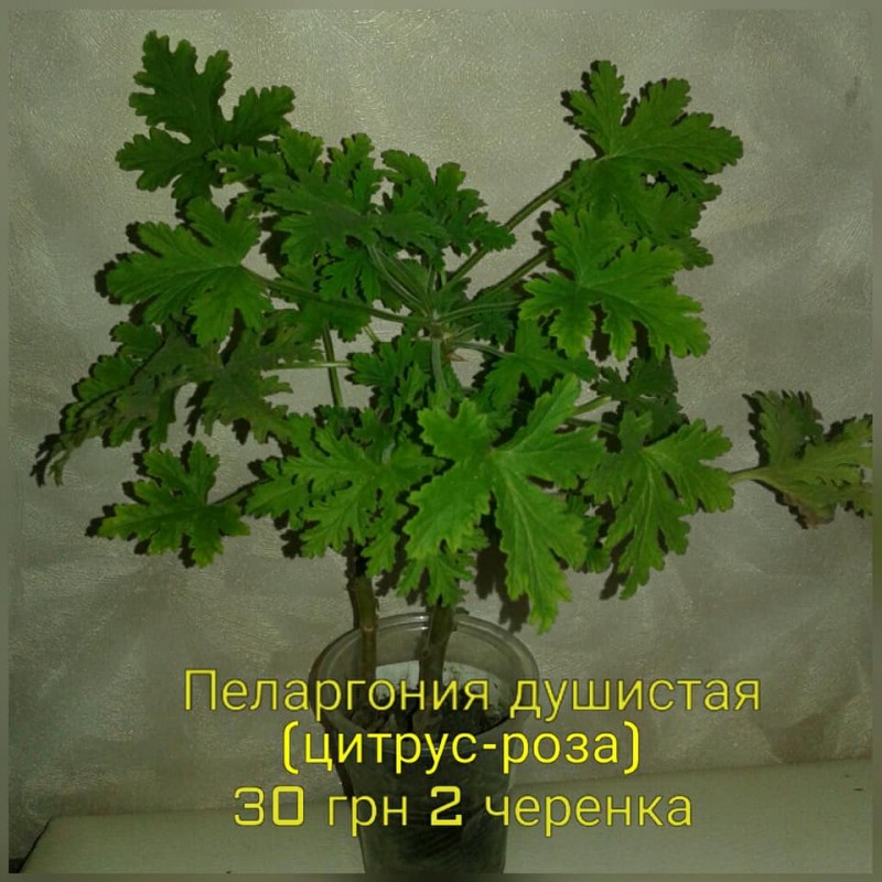 Фото 2. Продам комнатные растения, глоксинии