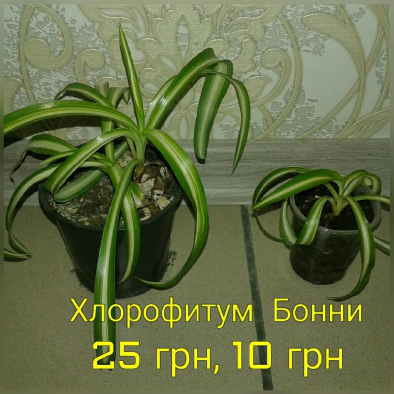 Фото 3. Продам комнатные растения, глоксинии