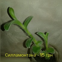 Фото 13. Продам комнатные растения, глоксинии