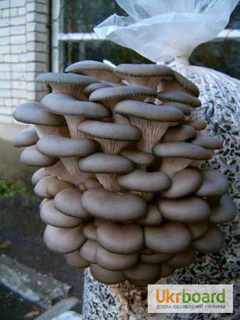 Фото 4. Выращивание грибов в домашних условиях