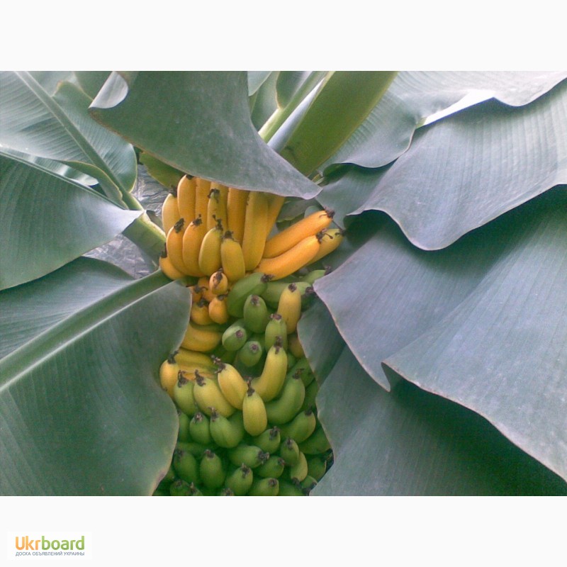 Фото 1/5. Банан комнатный карлик(кавендиш, киевский карлик). растение банана
