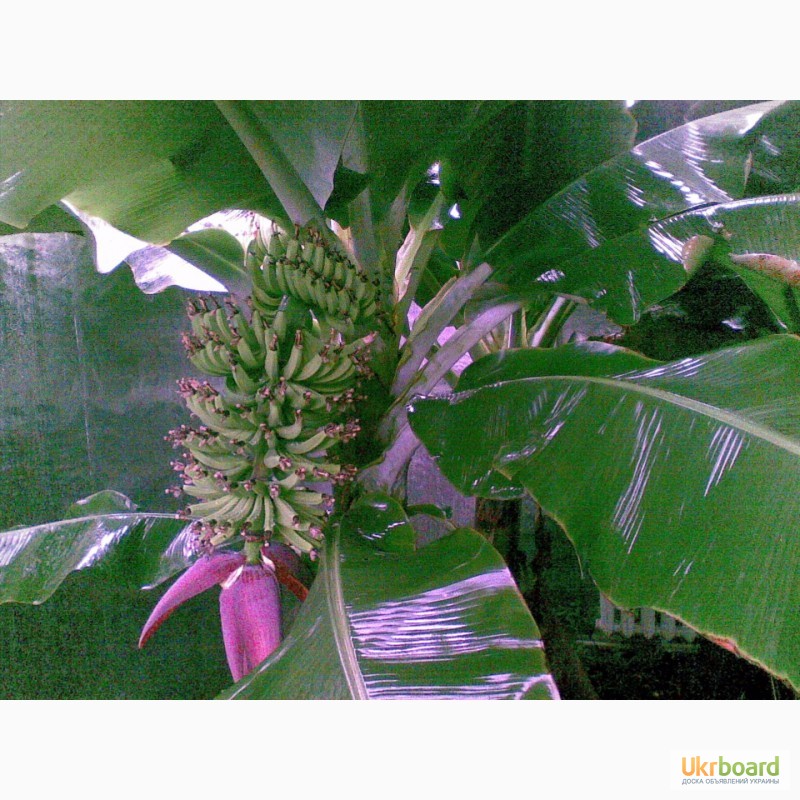 Фото 2/5. Банан комнатный карлик(кавендиш, киевский карлик). растение банана