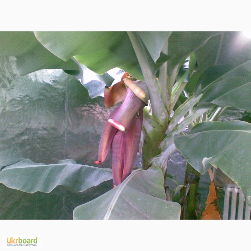 Фото 3. Банан комнатный карлик(кавендиш, киевский карлик). растение банана