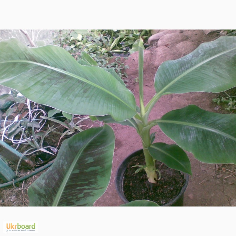 Фото 4. Банан комнатный карлик(кавендиш, киевский карлик). растение банана