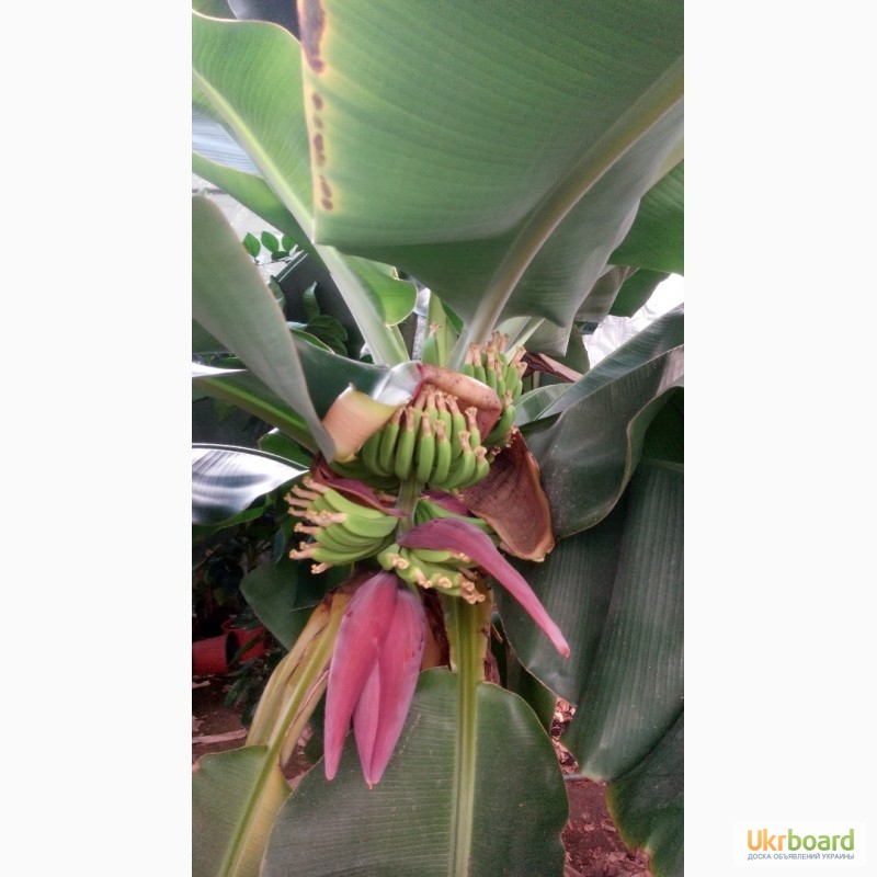 Фото 5. Банан комнатный карлик(кавендиш, киевский карлик). растение банана