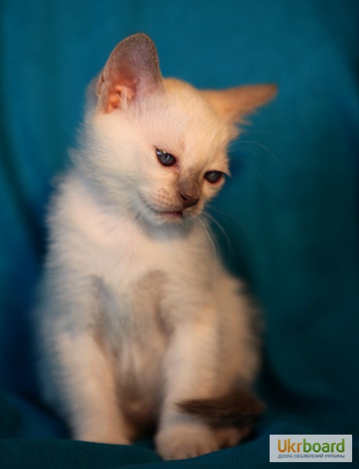 Фото 2. Тайский котенок, лиловая красотка с родословной