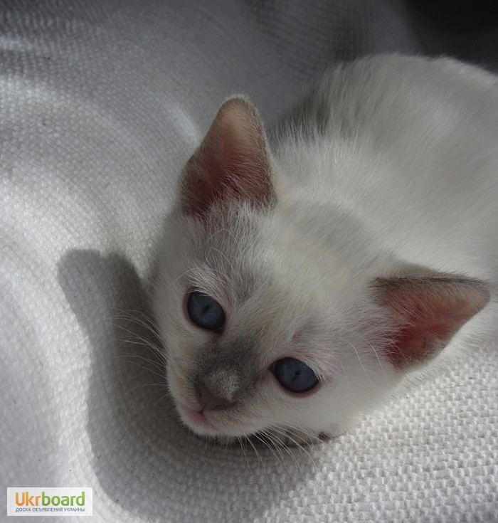 Фото 3. Тайский котенок, лиловая красотка с родословной