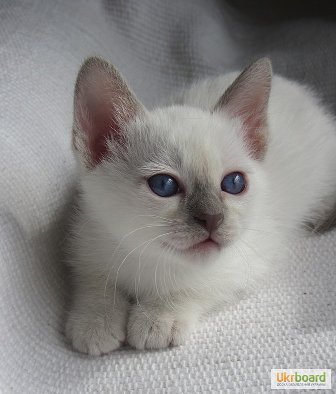 Фото 4. Тайский котенок, лиловая красотка с родословной