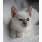 Тайский котенок, лиловая красотка с родословной
