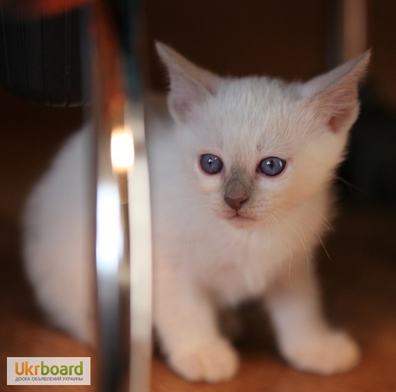 Фото 5. Тайский котенок, лиловая красотка с родословной