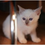 Тайский котенок, лиловая красотка с родословной