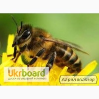 Продам бджіл