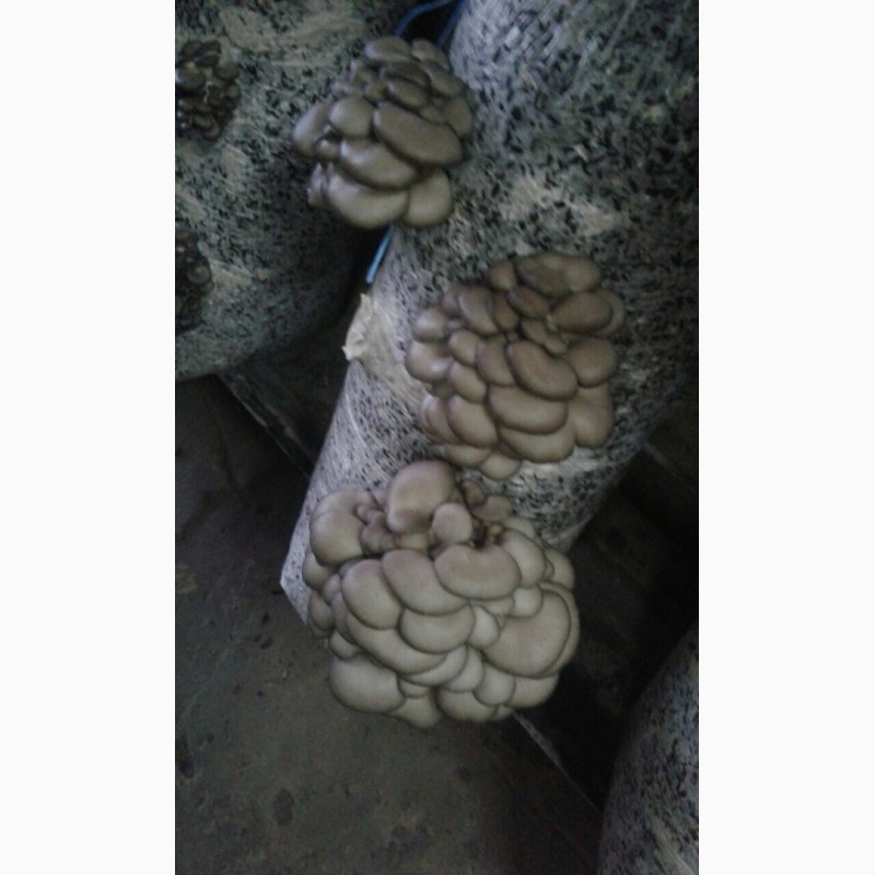 Фото 2. Продам грибы Вешенка