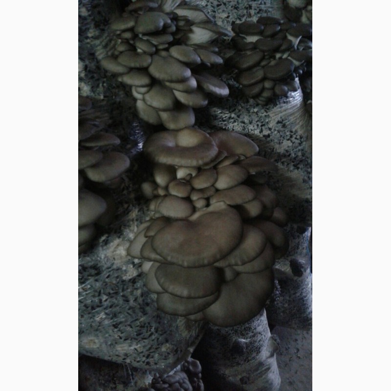 Фото 3. Продам грибы Вешенка