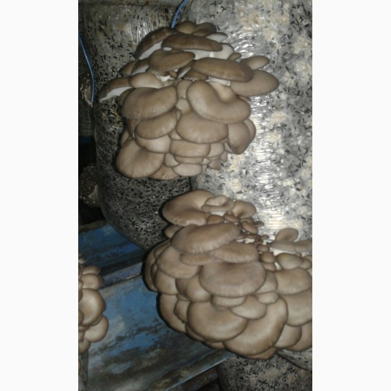 Фото 4. Продам грибы Вешенка