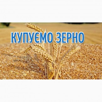 Куплю у сільгоспвиробників пшеницю різної якості