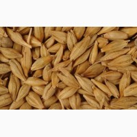Семена посевной материал пшеницы, ячменя, озимые, яровые, импортные, отечественные