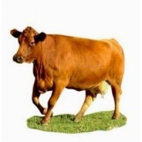 Корм добавка для коров телят бычков