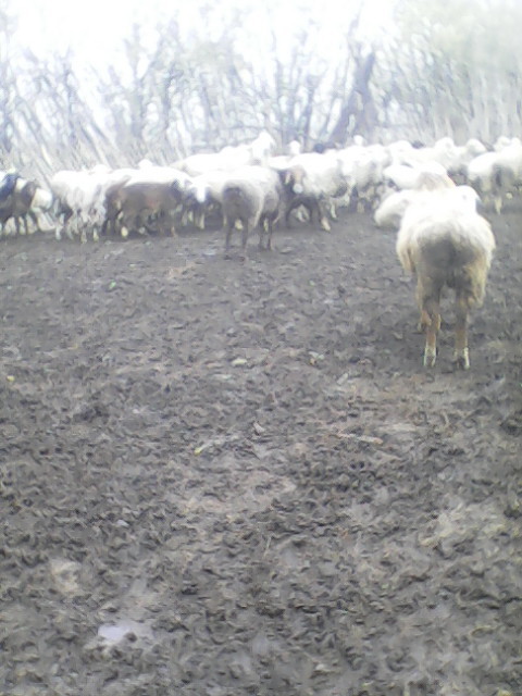 Продам стадо овец