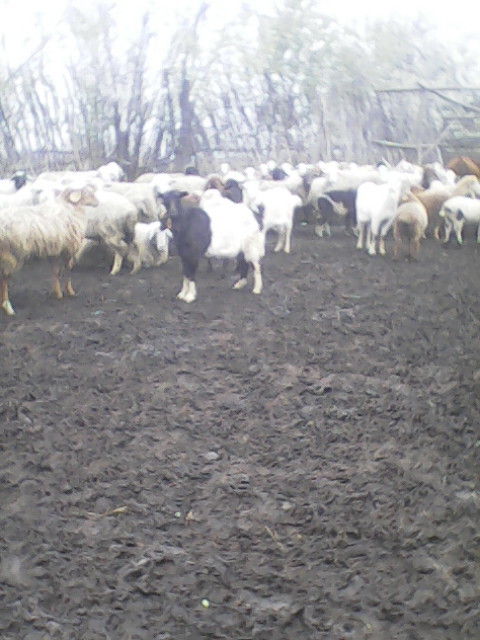 Фото 2. Продам стадо овец