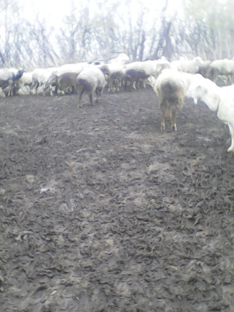 Фото 3. Продам стадо овец