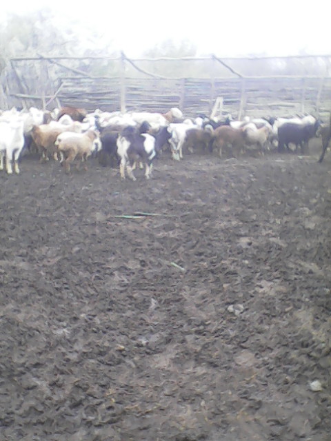 Фото 4. Продам стадо овец
