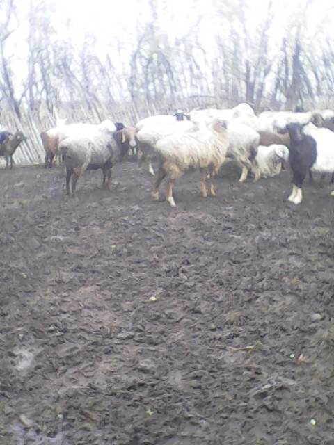 Фото 5. Продам стадо овец