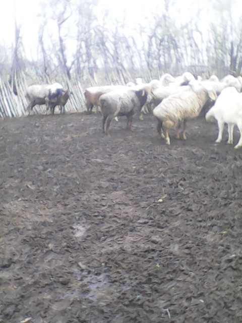 Фото 6. Продам стадо овец