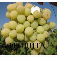 Продаю саженцы привитых кишмишевых сортов винограда