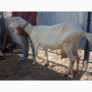 Продам коз : козы таких пород как Ламанча и Зааненскую