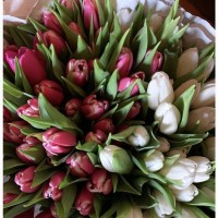 Продам голанские тюльпаны в букетах
